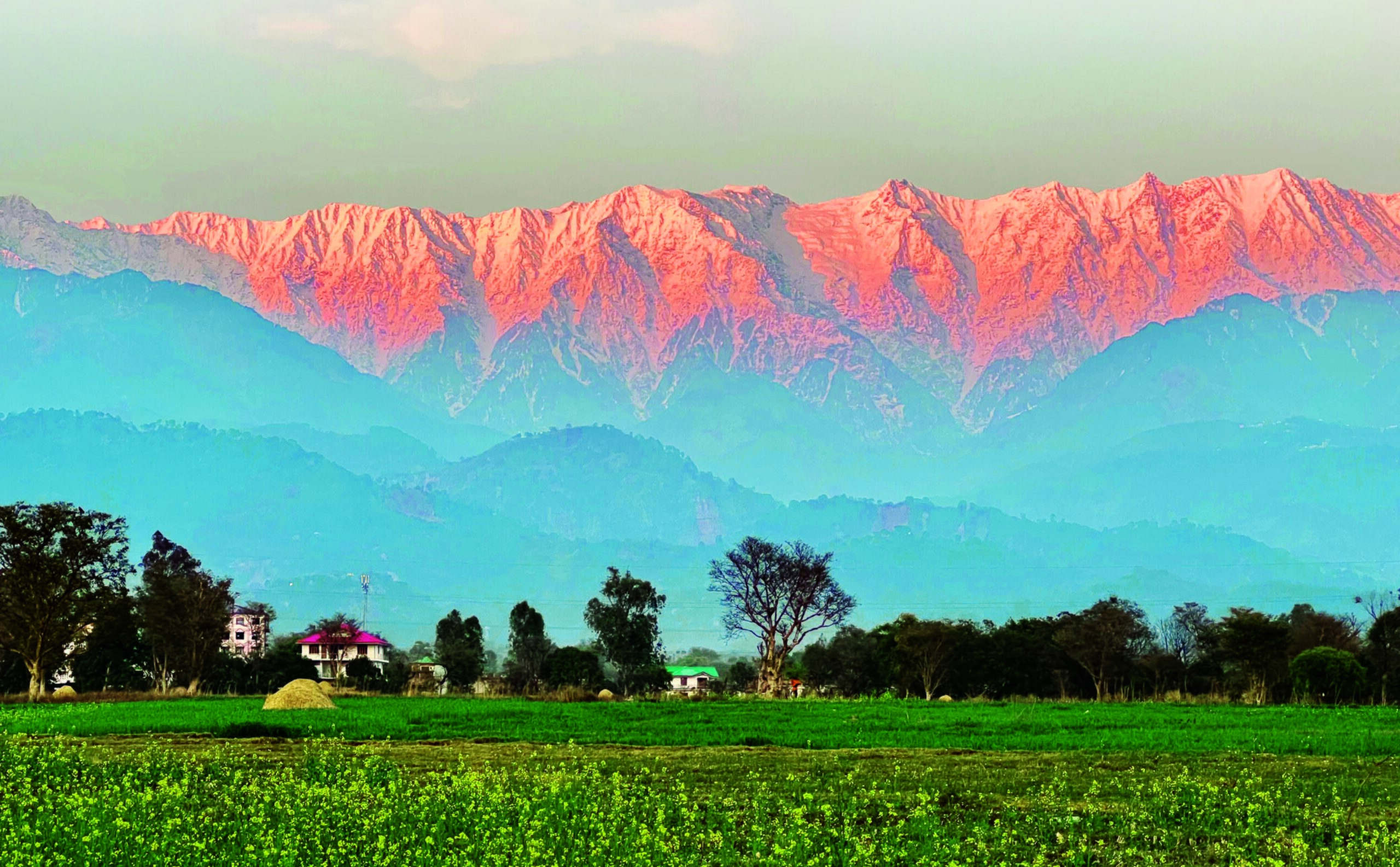 Flowers_newslist_horizontal-layout_1107357